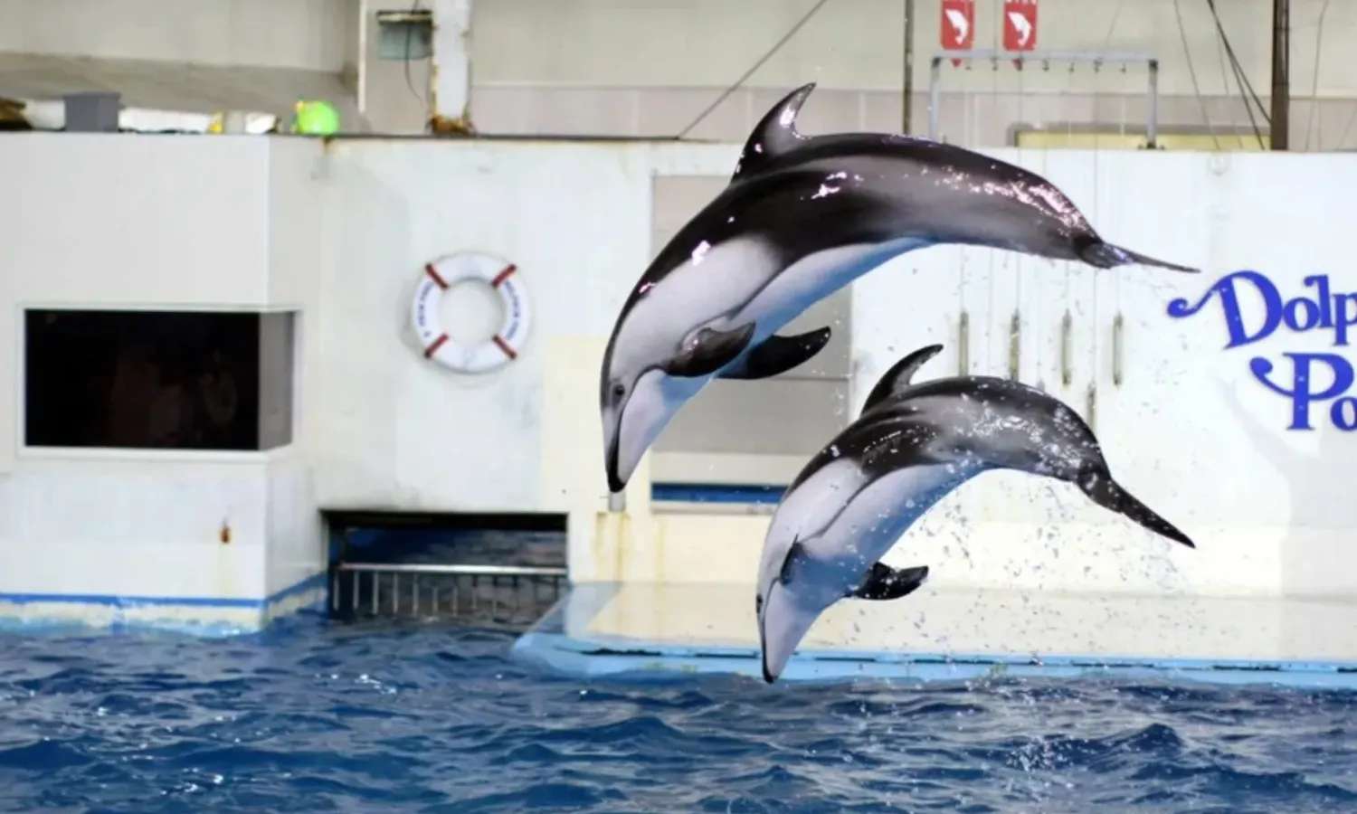 trình diễn cá heo tại noboribetsu marine park nixe