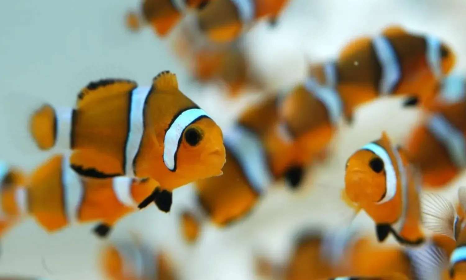 cá biển tại Noboribetsu Marine Park Nixe