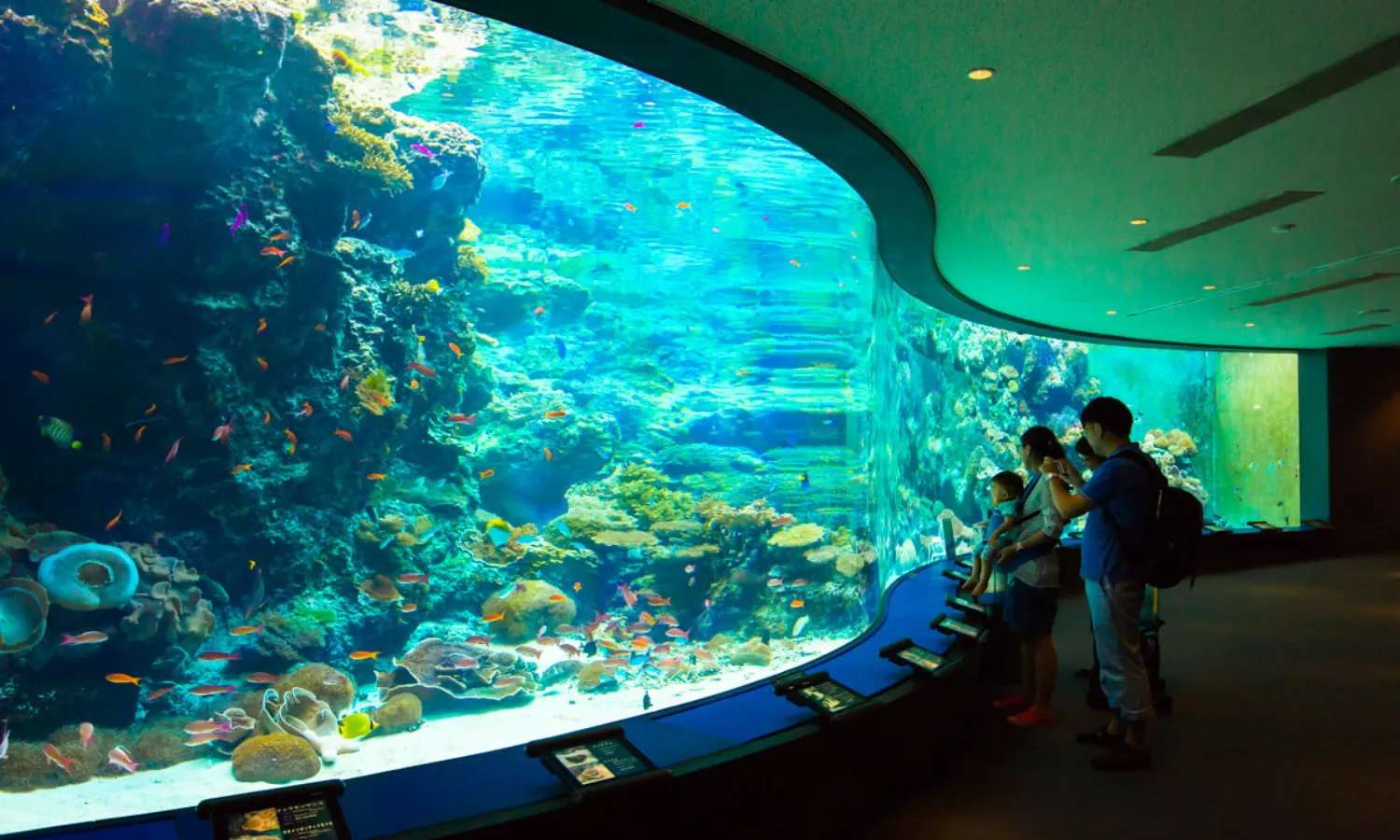 không gian Okinawa Churaumi Aquarium