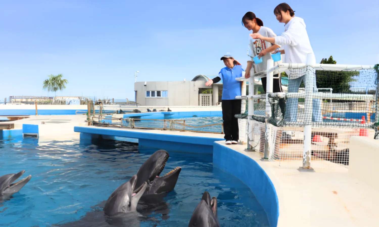 tương tác với các heo tại Okinawa Churaumi Aquarium