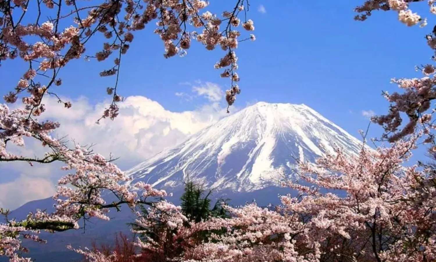 Tour Núi Phú Sĩ và Hakone 1 ngày