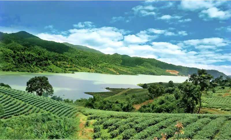 Đồi chè Tâm Châu – Vẻ đẹp xanh mướt của những nương chè bạt ngàn - Khách sạn Bảo Lộc