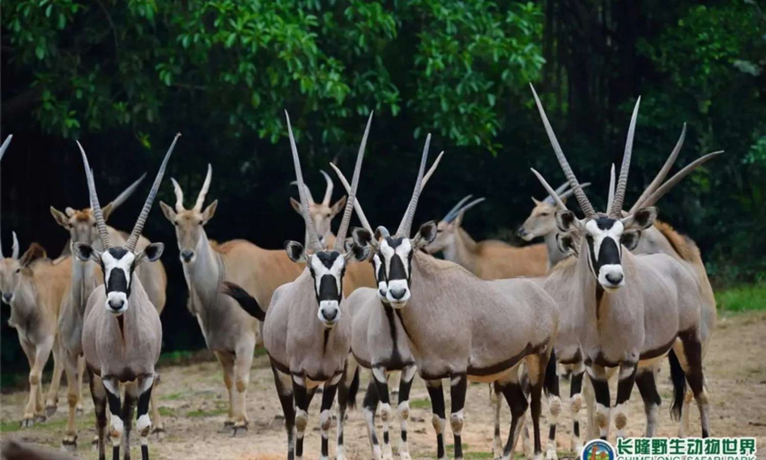 Động vật hoang dã lớn nhất tại Chimelong Safari Park Quảng Châu