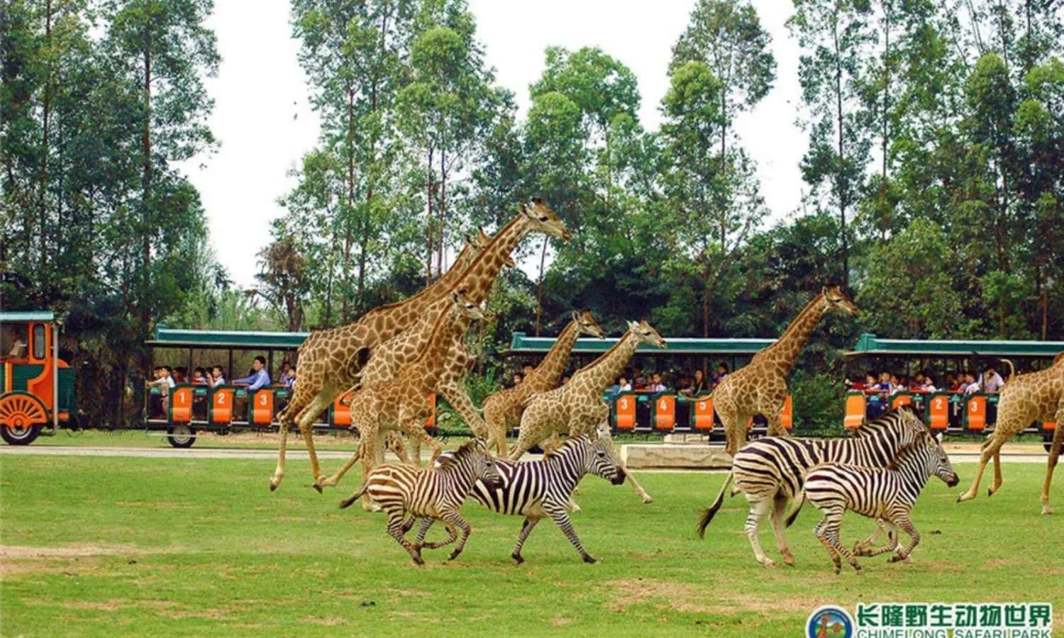 Động vật hoang dã ở Chimelong Safari Park