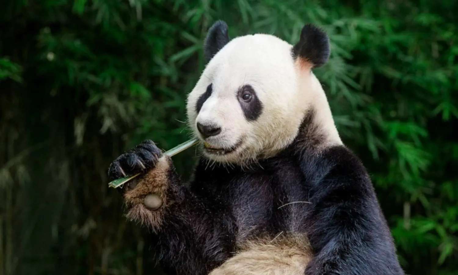 Gấu trúc tại Chimelong Safari Park.