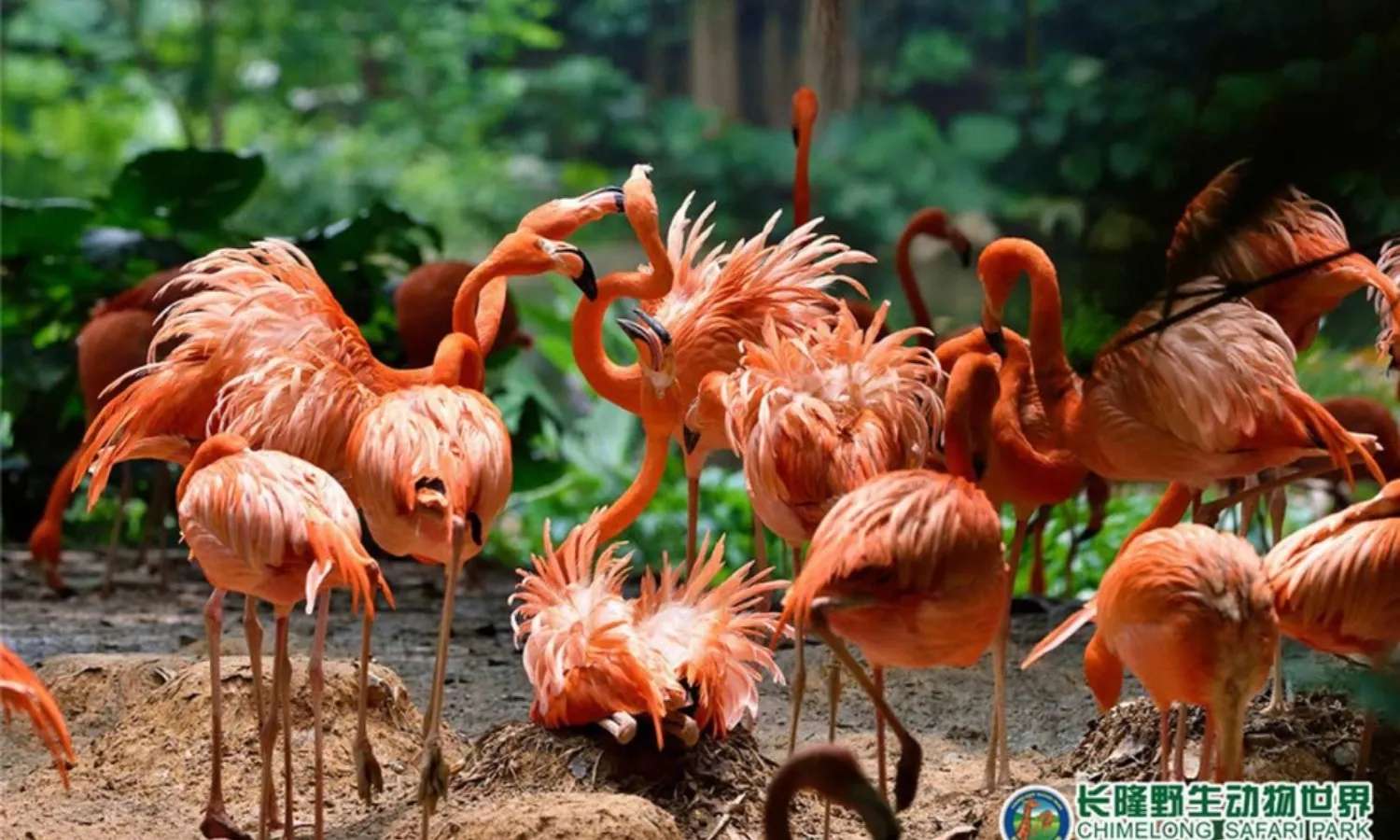 thế giới động vật tại Chimelong Safari Park.