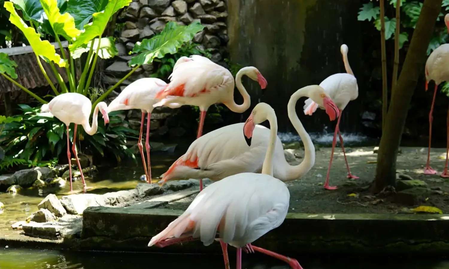 giá vé Penang Bird Park