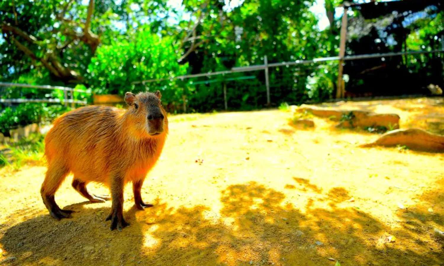 Chú chuột lang nước tại Neo Park