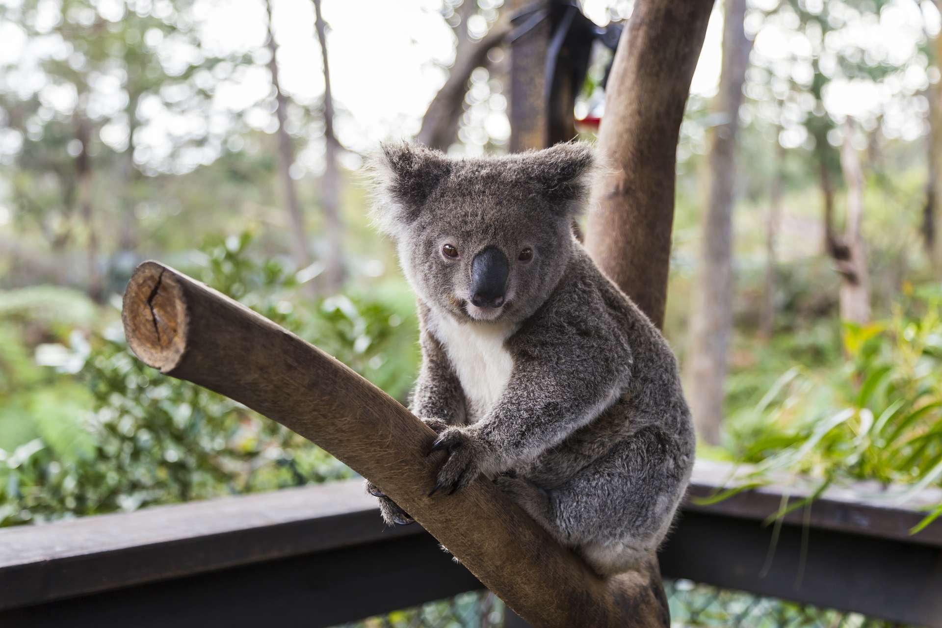Gấu Koala đáng yêu tại WILD LIFE Sydney Zoo