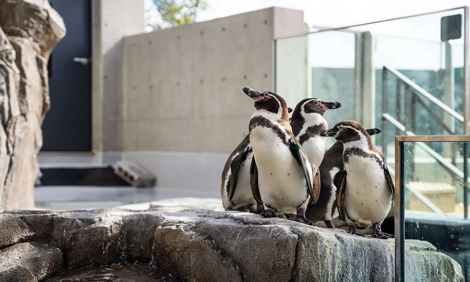 Khám phá các loài sinh vật biển ở Kobe Urban AQUARIUM x ART átoa