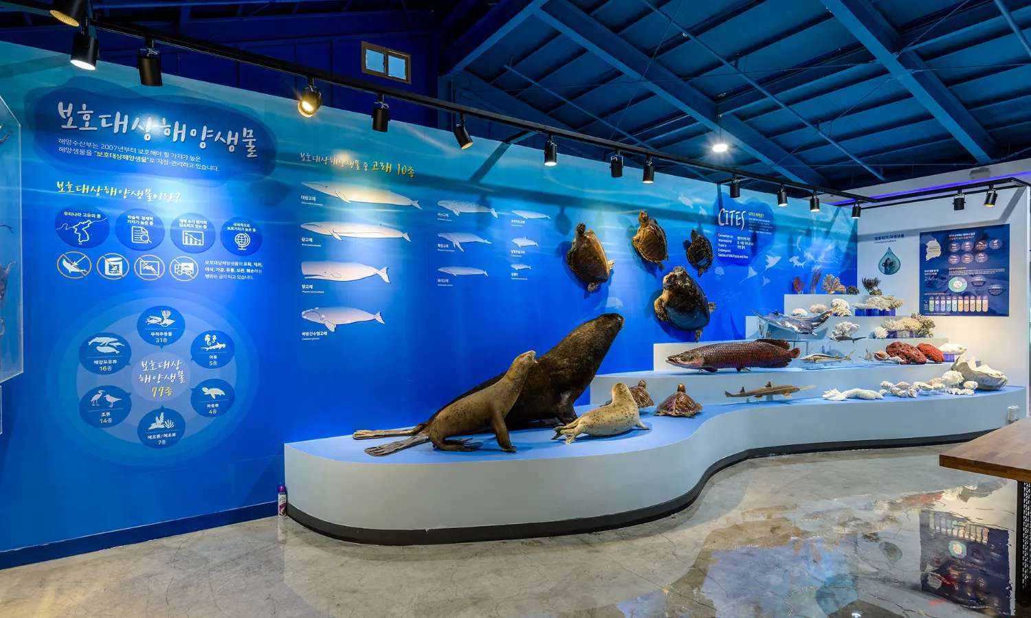 Jeju Marine Animal Museum