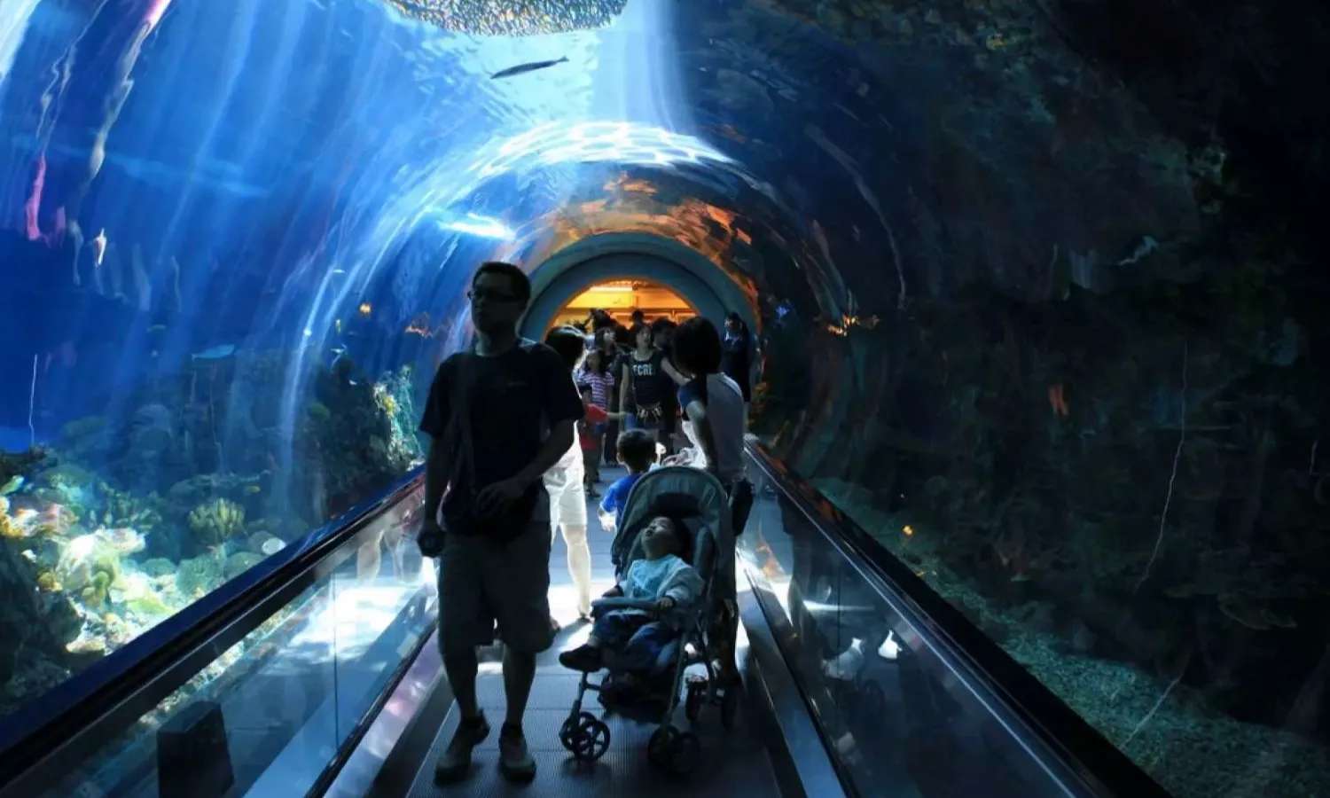 Vương quốc San hô tại National Museum of Marine Biology and Aquarium