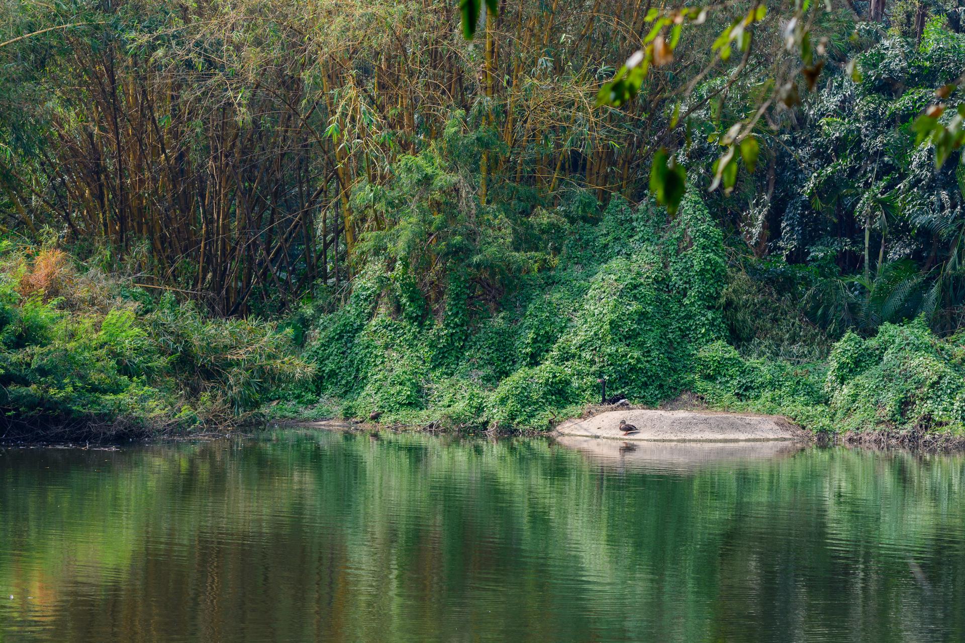 Một góc yên bình tại Chimelong Safari