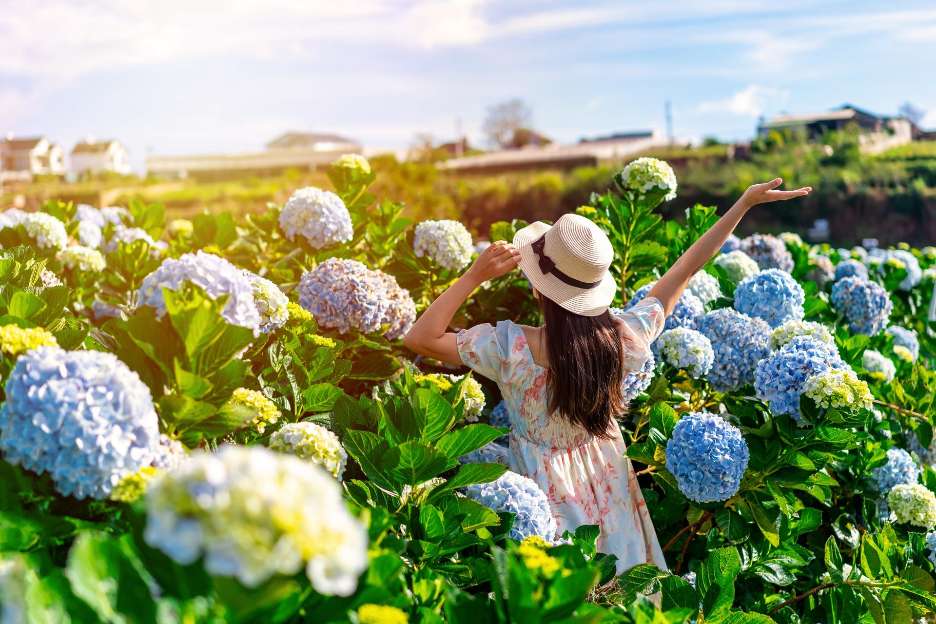 Vườn cẩm tú cầu tại Fresh Garden Đà Lạt