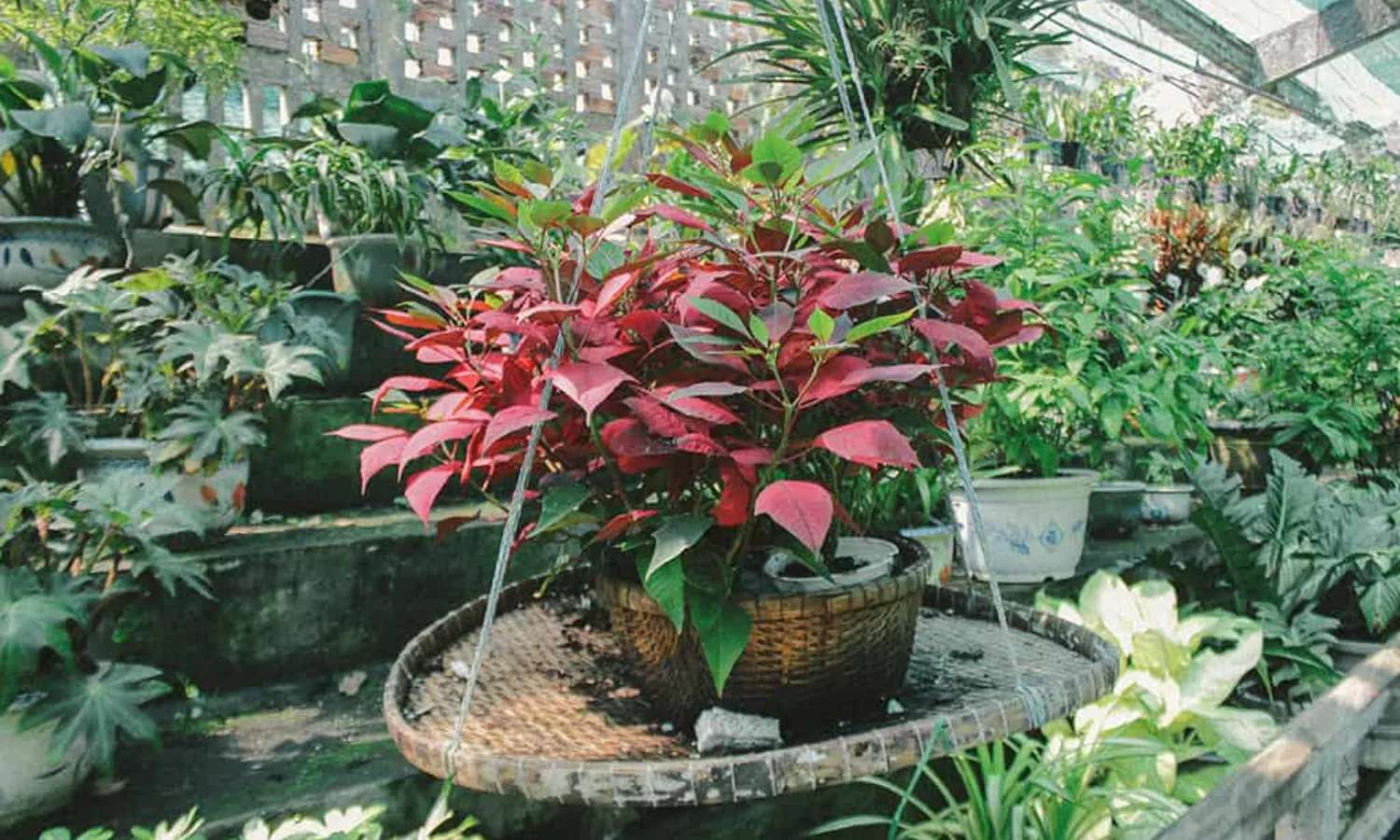 thảo cầm viên sài gòn