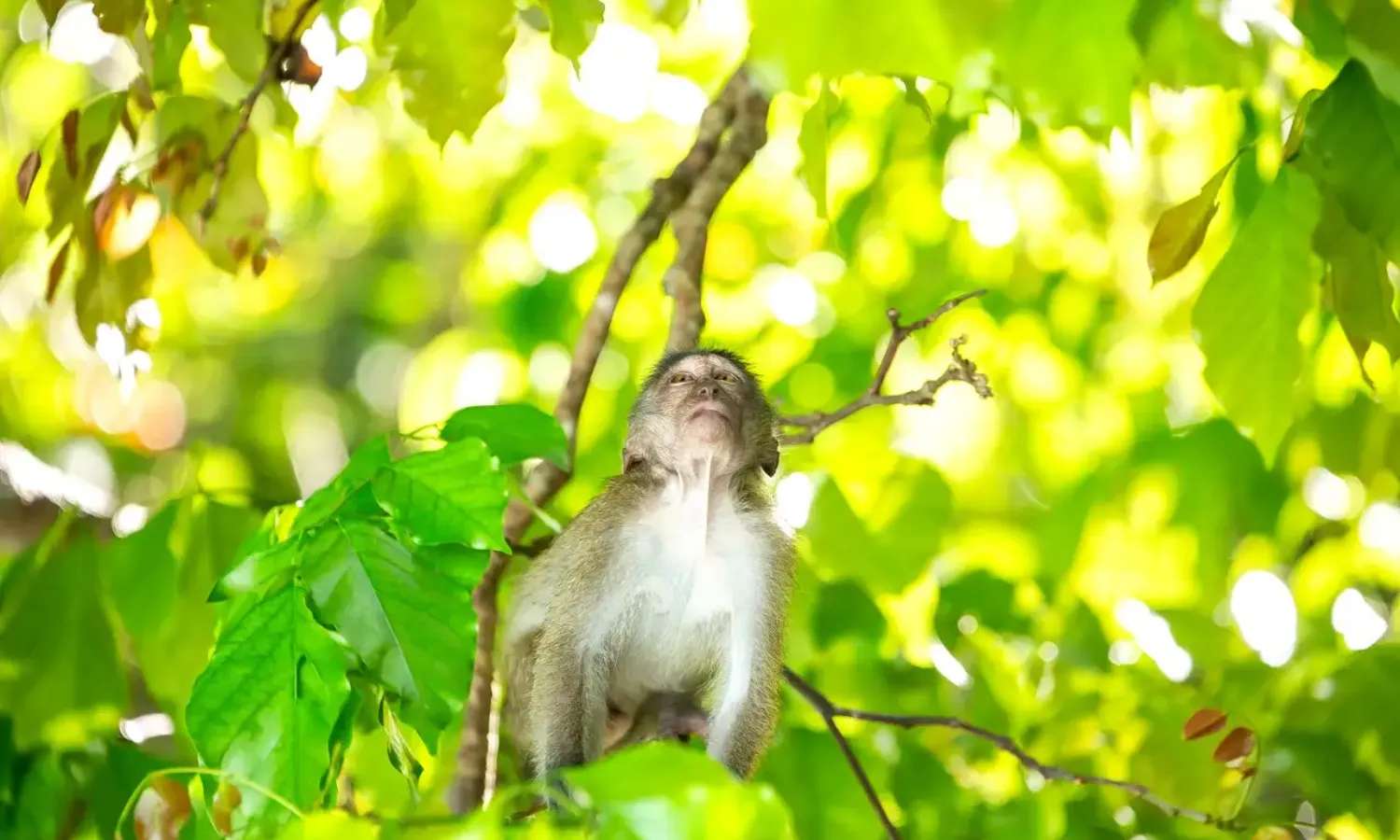 môi trường tự nhiên tại Bãi biển Khỉ
