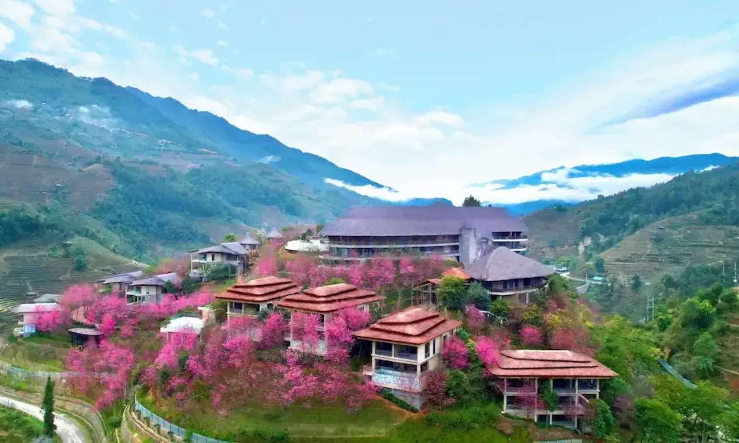 Hoa Mai Anh Đào phủ ở Yên Bái