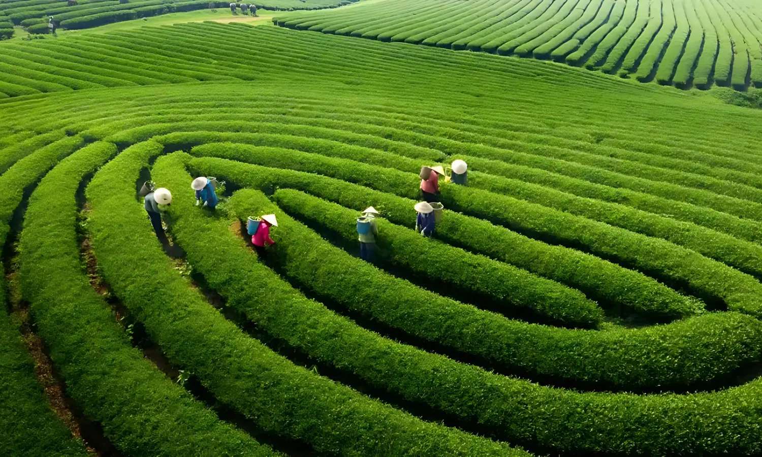 Đồi chè Mộc Châu