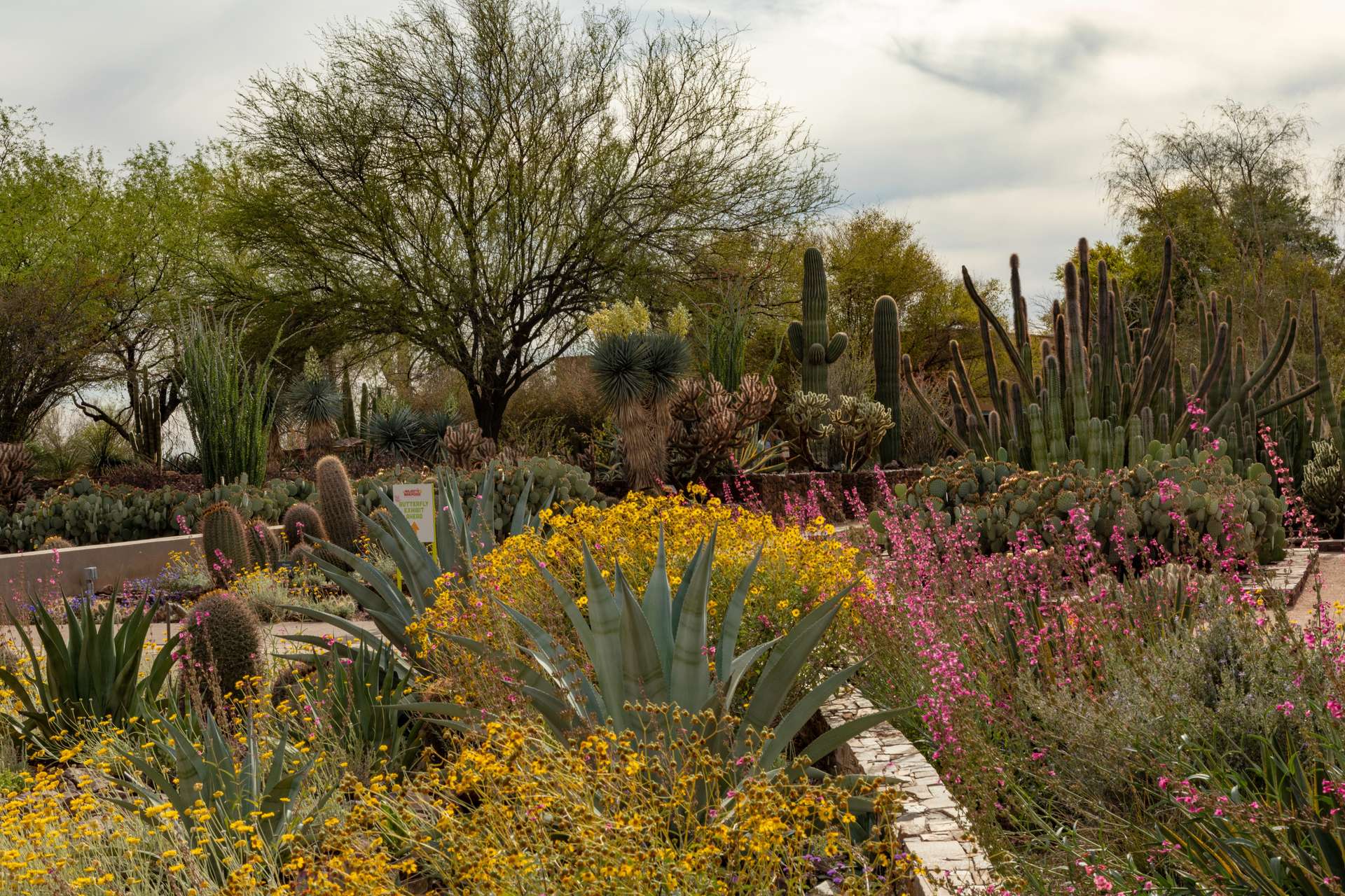 Các loài cây trong Desert Botanical Garden tại Phoenix
