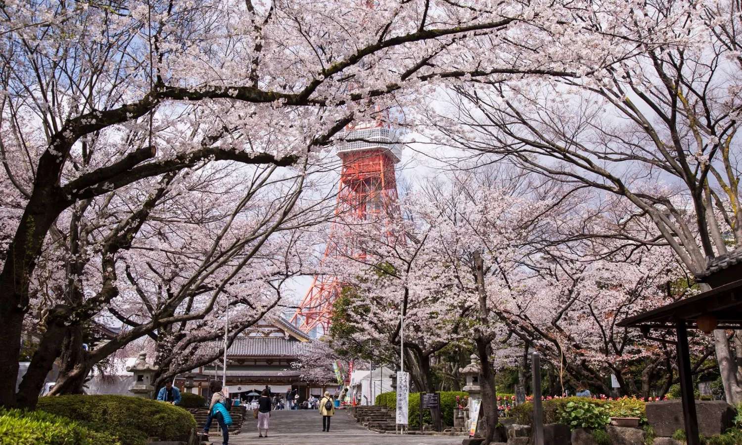 hoa anh đào ở tokyo