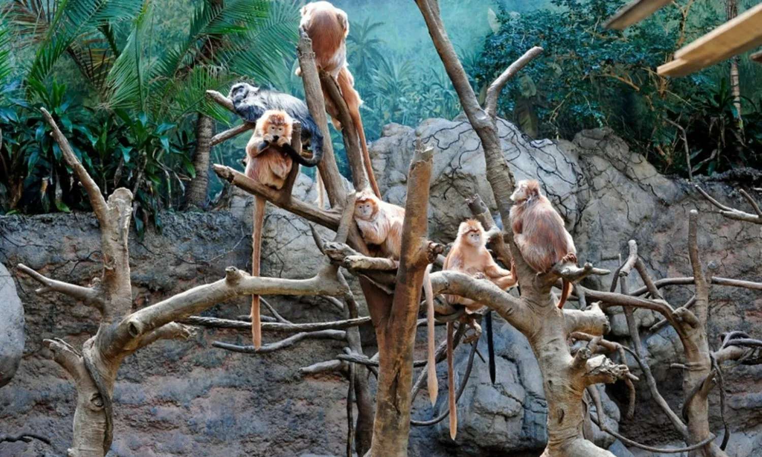 vườn khỉ tại bronx zoo