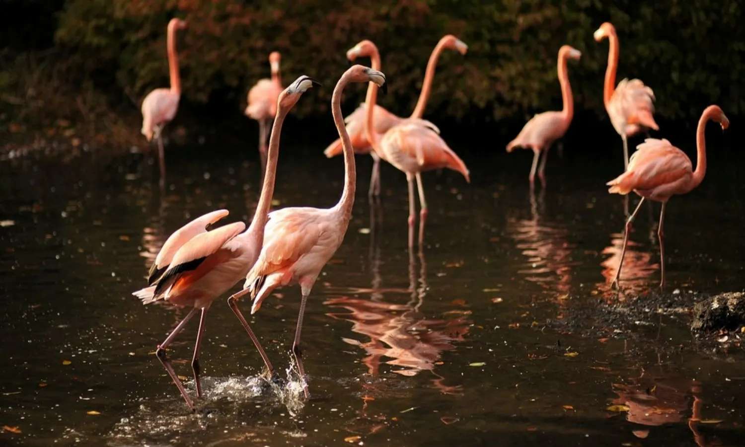 hồng hạc tại bronx zoo