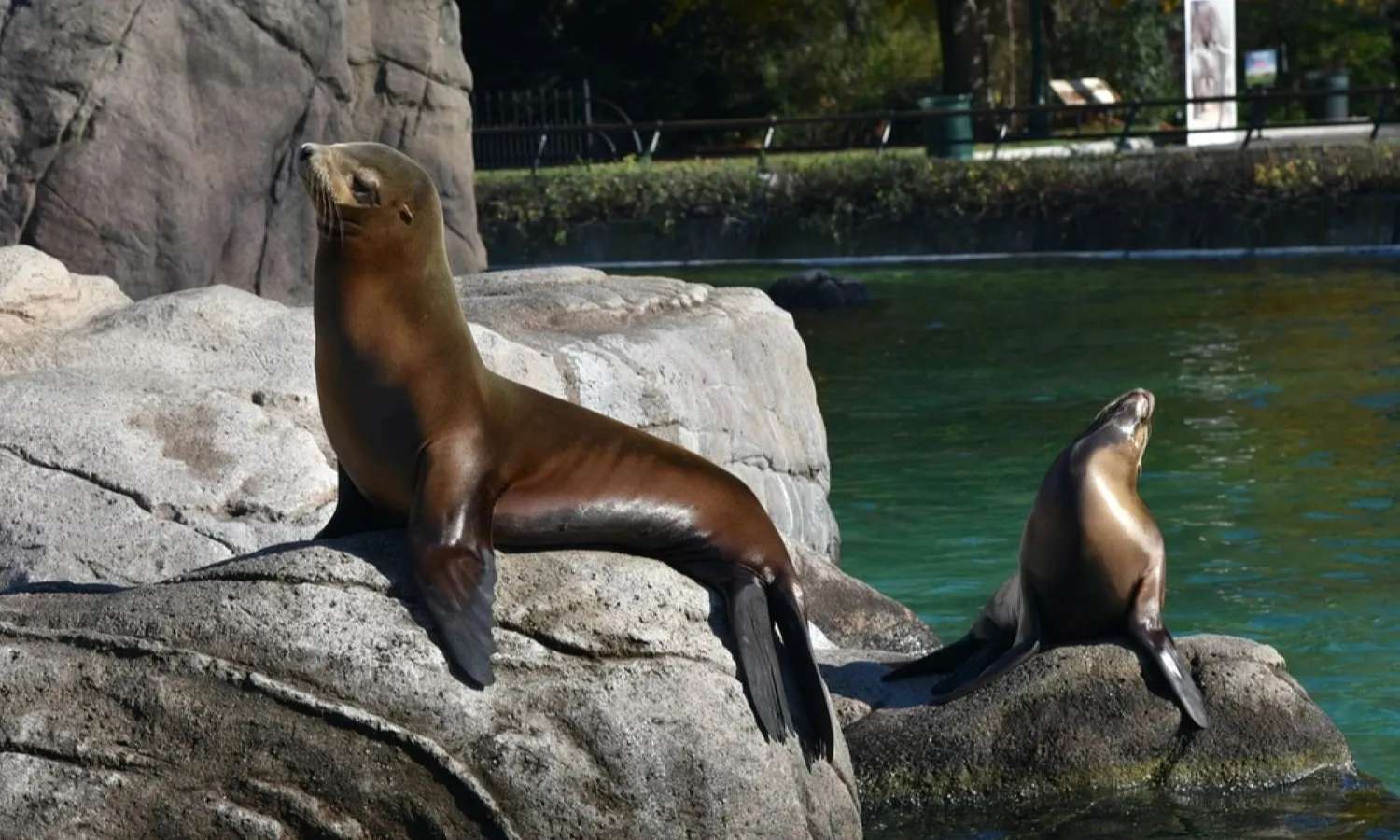 hải cẩu tại vườn thú bronx zoo