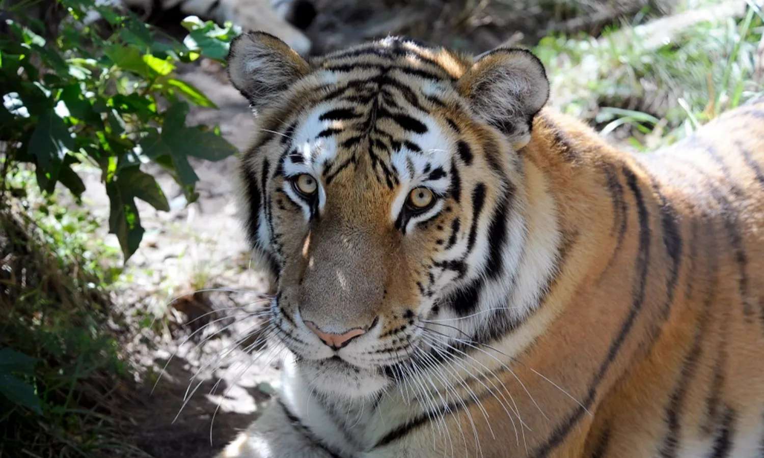 động vật hoang dã tại bronx zoo