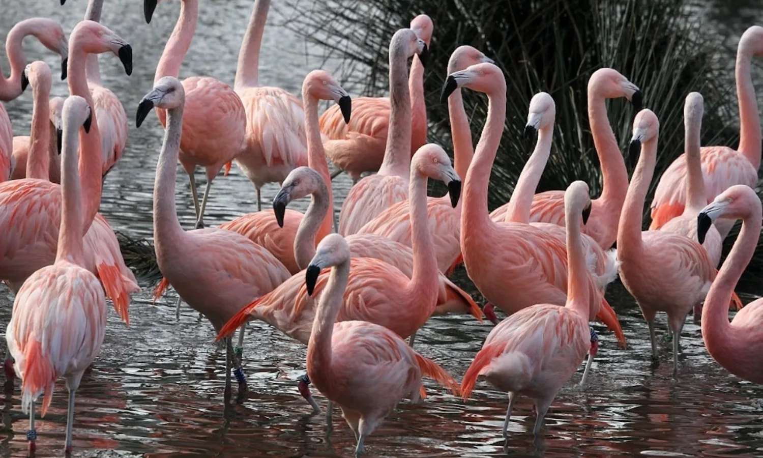 ARTIS Royal Zoo