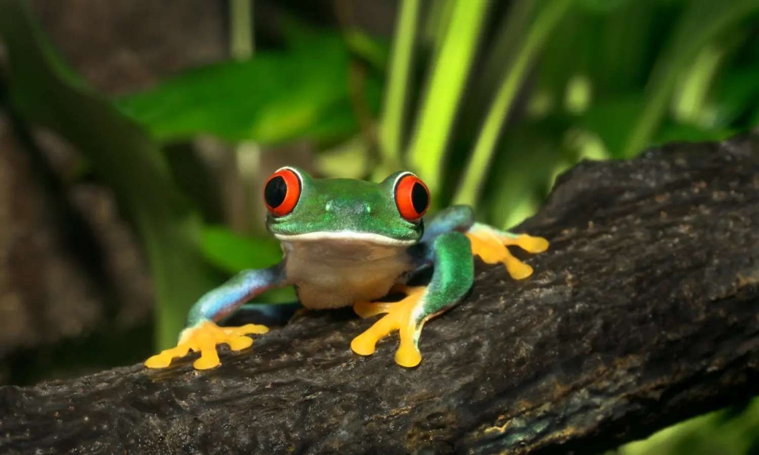 Natura Artis Magistra