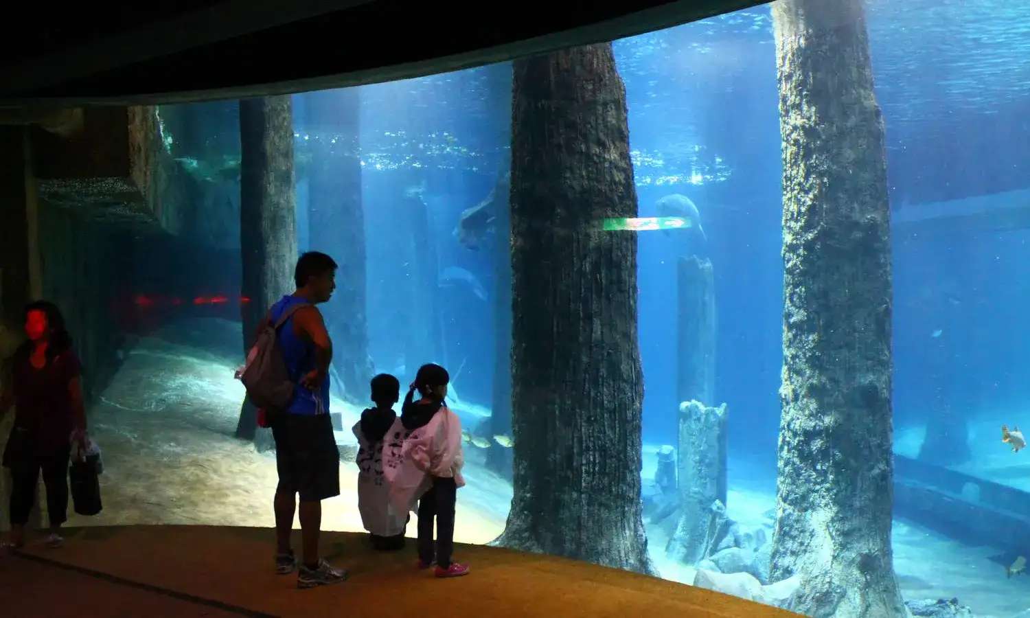 Amazon Flooded Forest trong river wonders