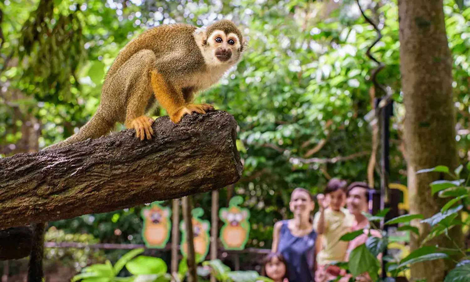 khỉ sóc tại money forest