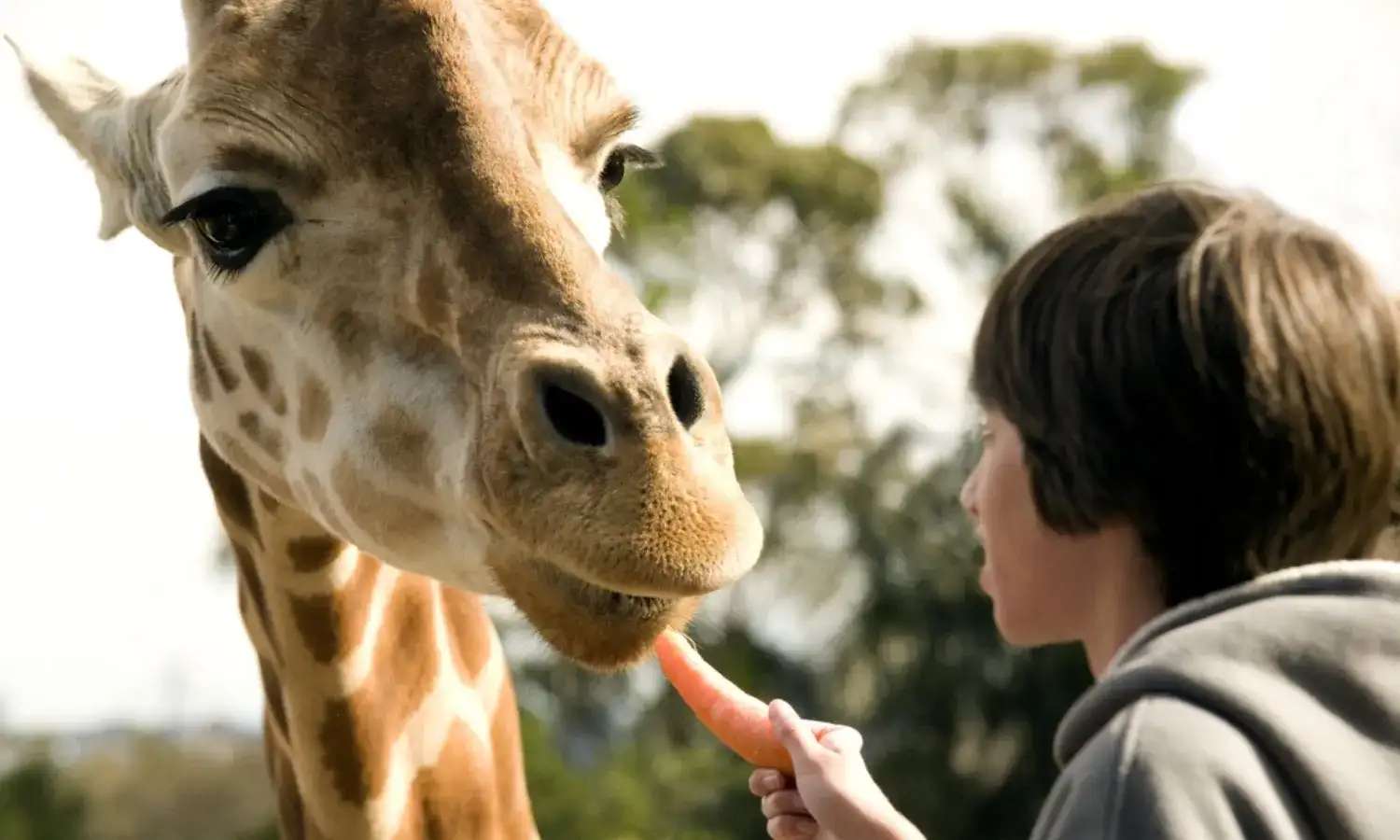 giá vé Taronga Zoo Sydney