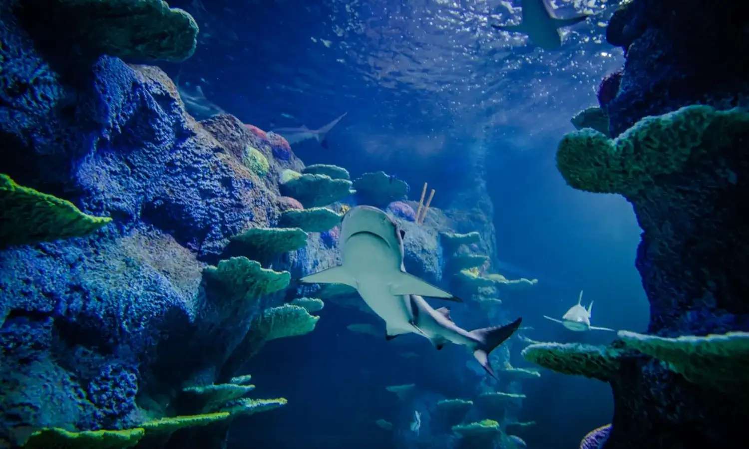 cá mập tại Thủy cung SEA LIFE Sydney Aquarium