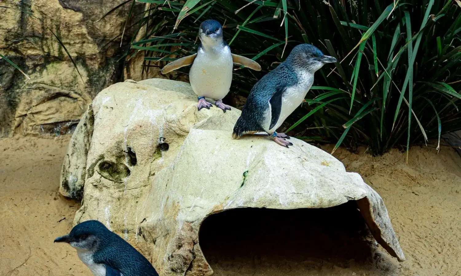 chim cánh cụt trong Thủy cung SEA LIFE Sydney