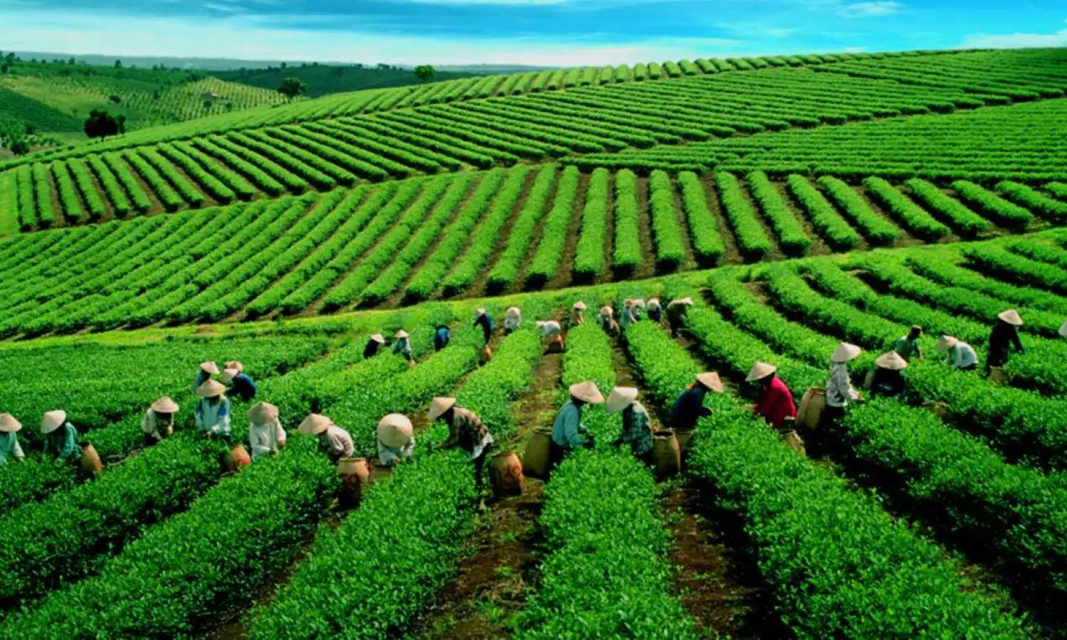 Đồi chè tại Euro Garden