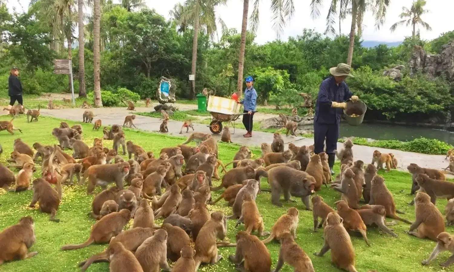 Những chú khỉ tại Đảo Khỉ