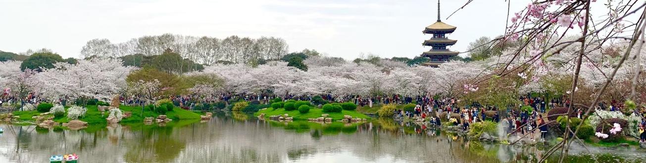 Cherry blossoms in Wuhan, China