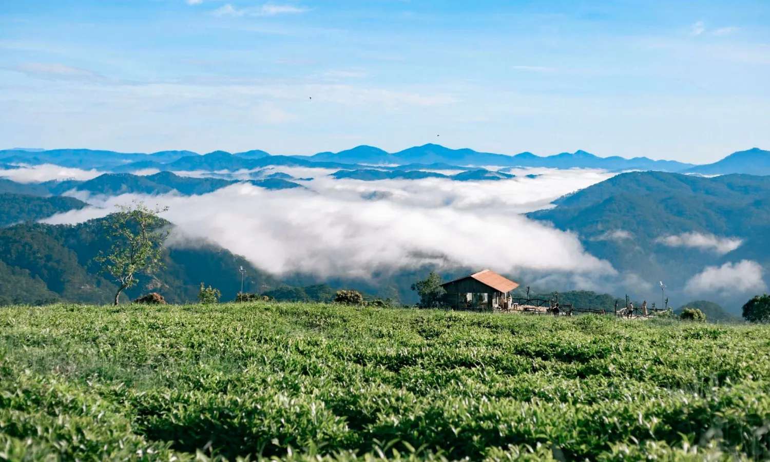 đồi chè cầu đất