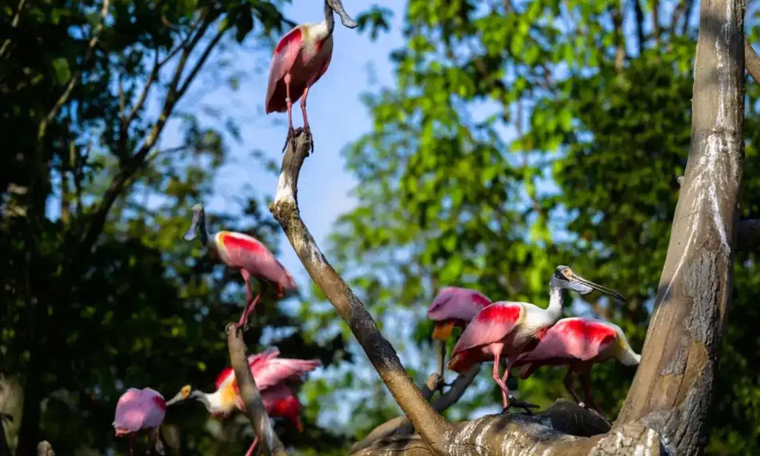 Công viên Bird Paradise