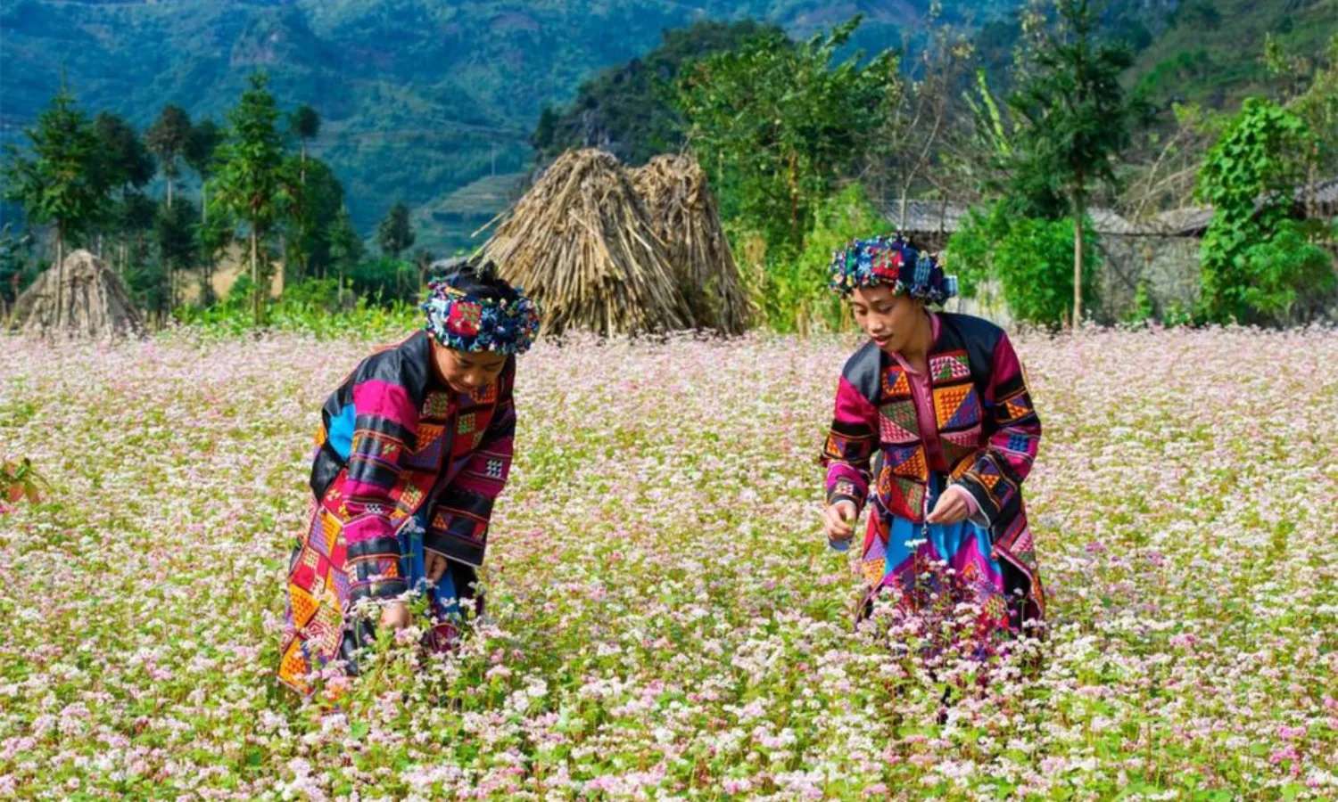 vườn hoa Tam Giác Mạch Hà Giang