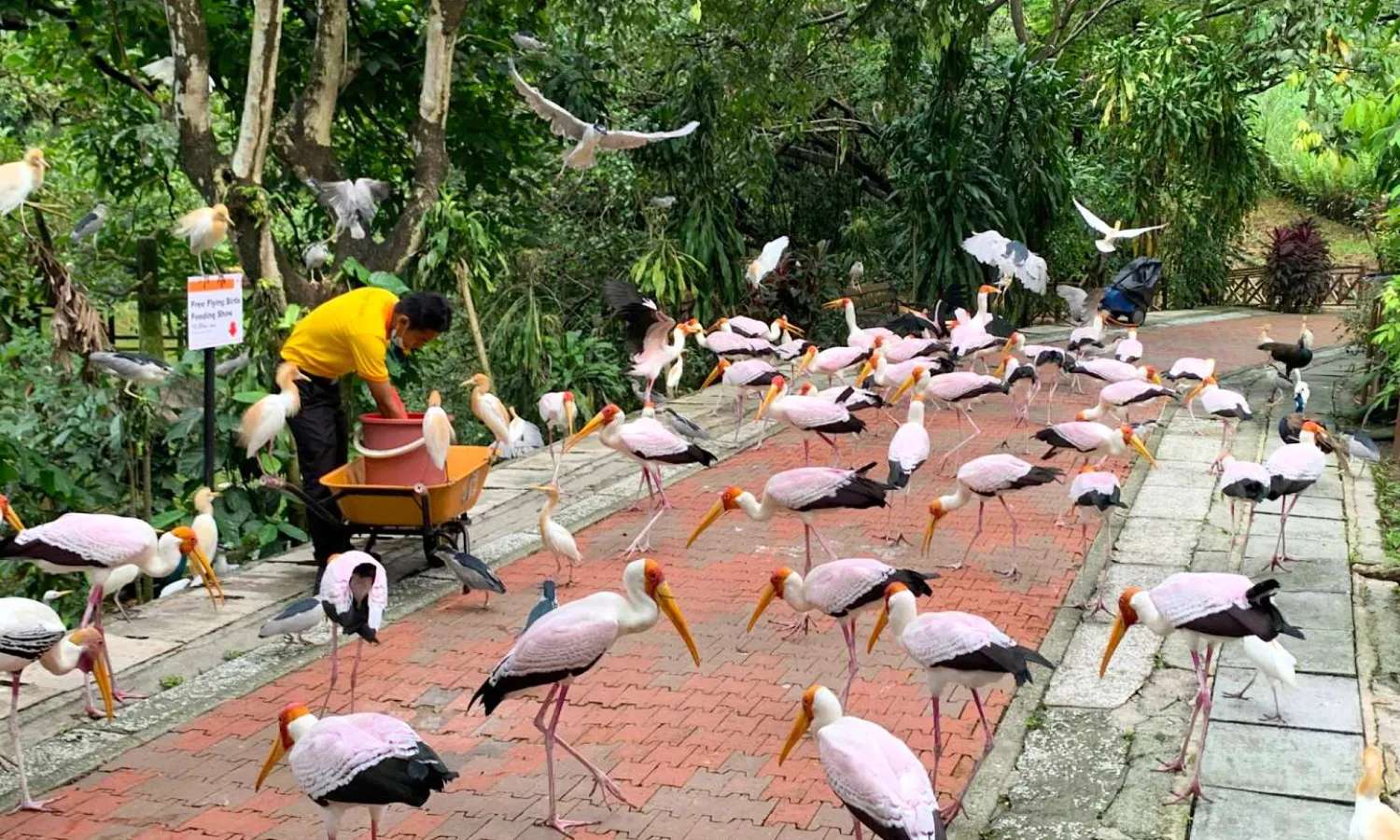 bên trong KL Bird Park