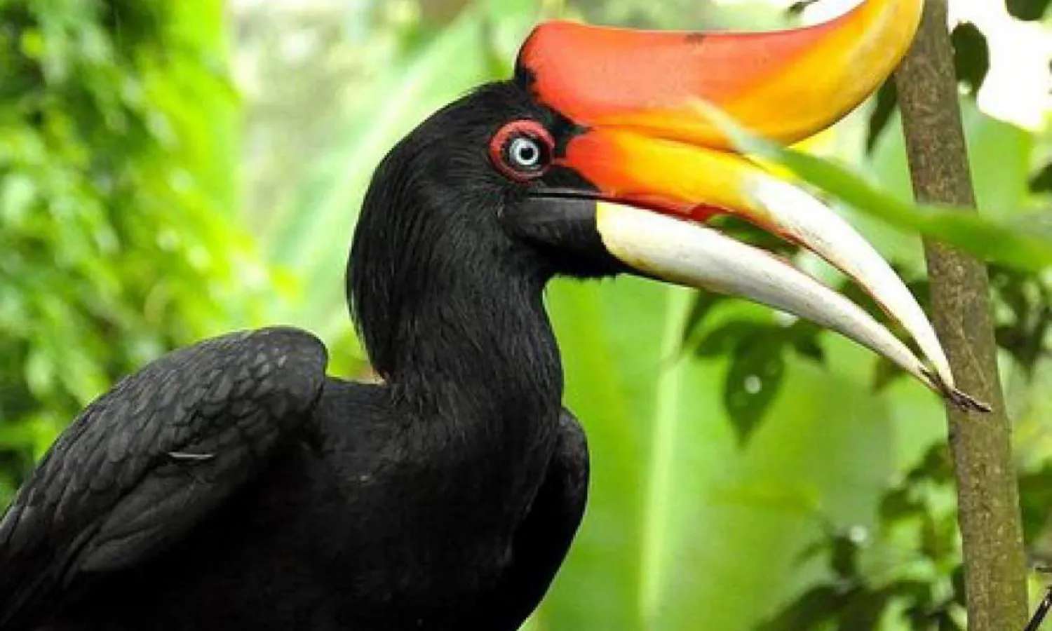 chim mỏ sừng tại vườn chim kl