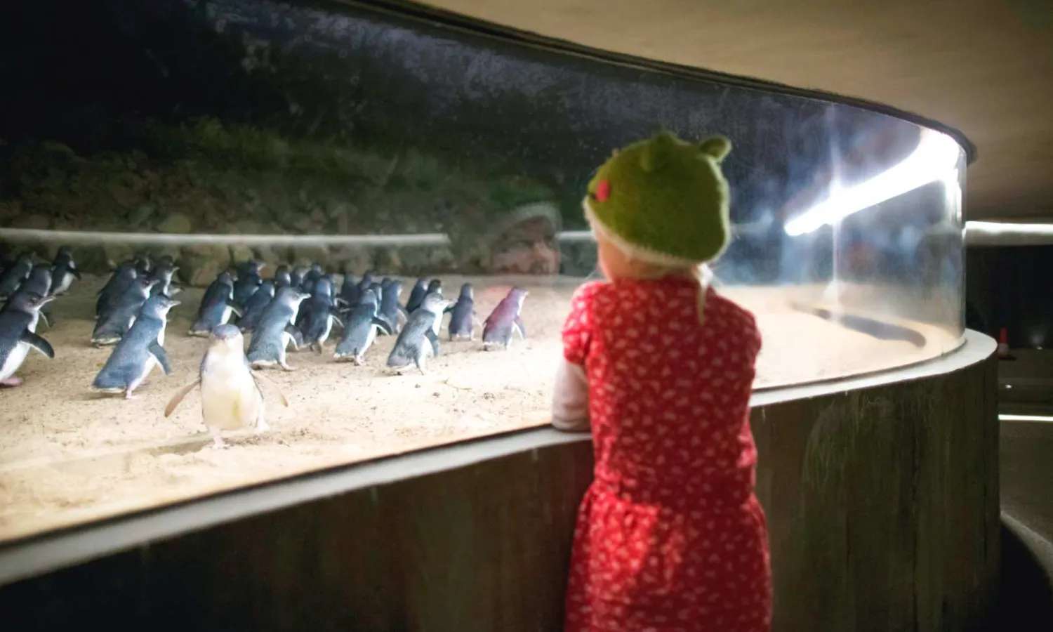 Penguin Parade trên đảo Phillip