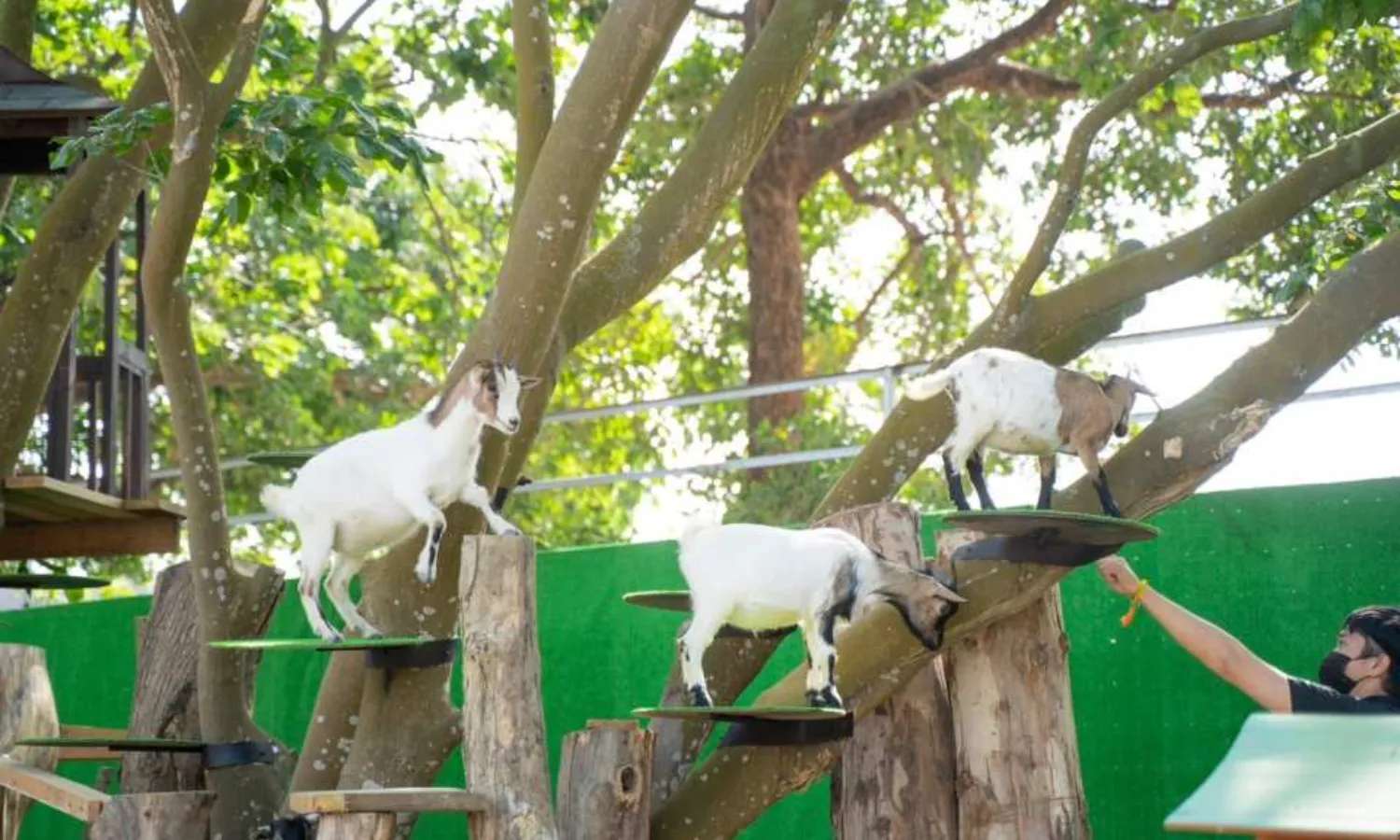 Chiayi Meie Shangshu Cute Pet Paradise