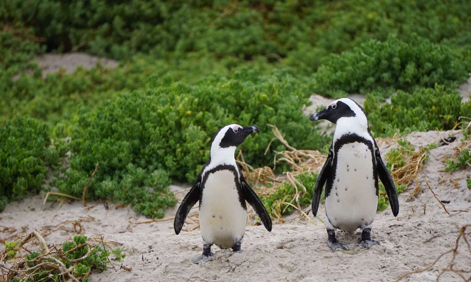 Phillip Island Nature Parks