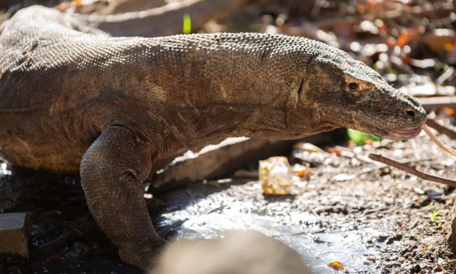 rồng komodo