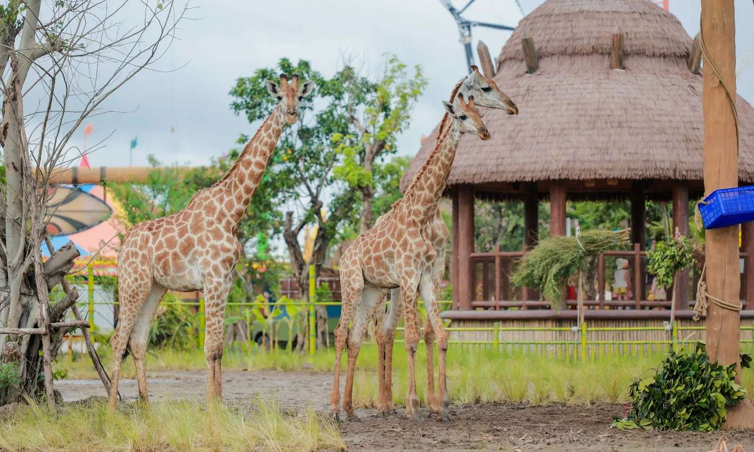 Safari bán hoang dã Vũ Yên