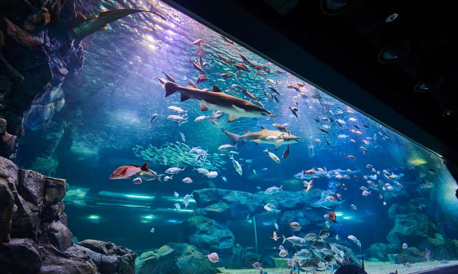 Aqua Planet Gwanggyo