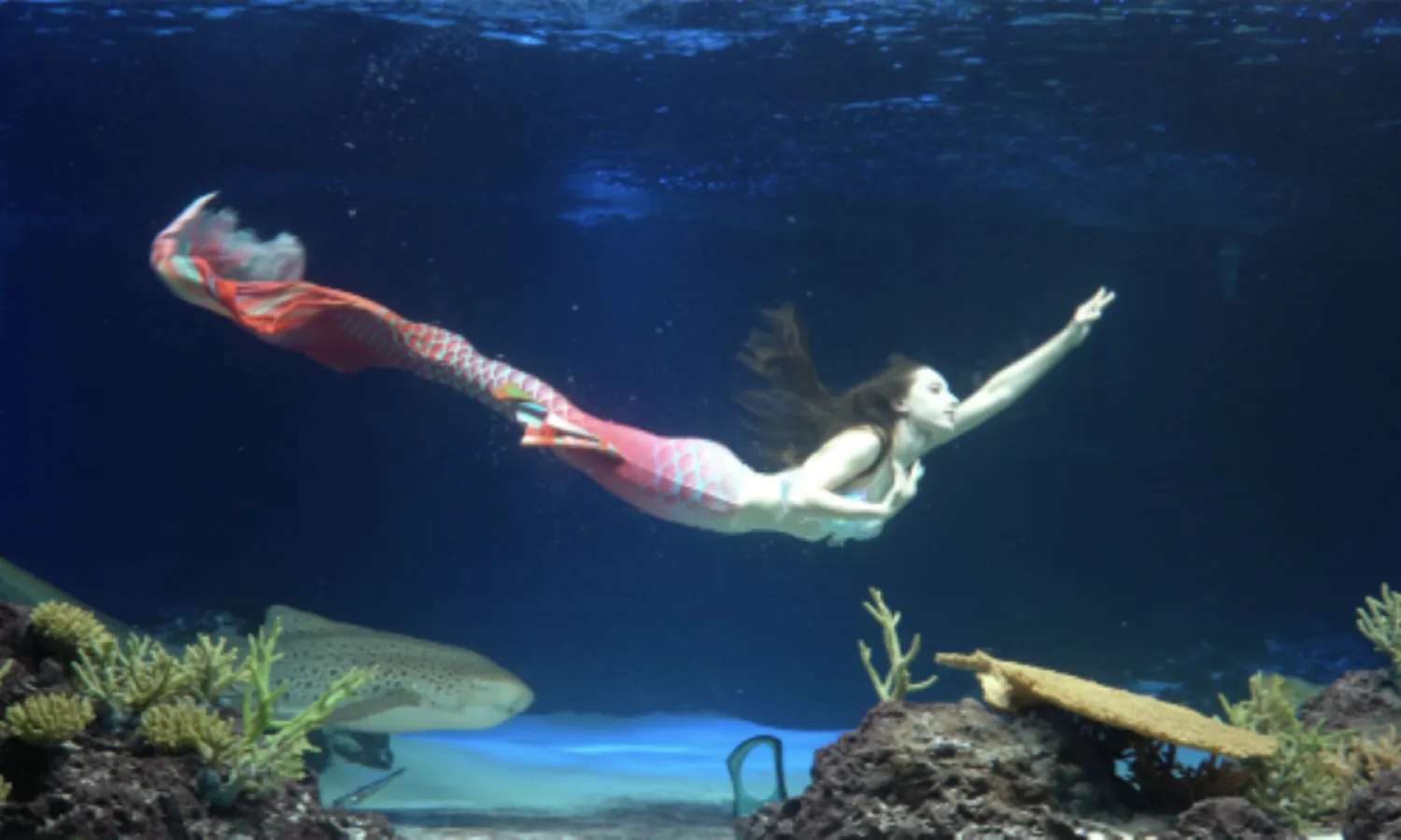 biểu diễn tại thủy cung Aqua Planet